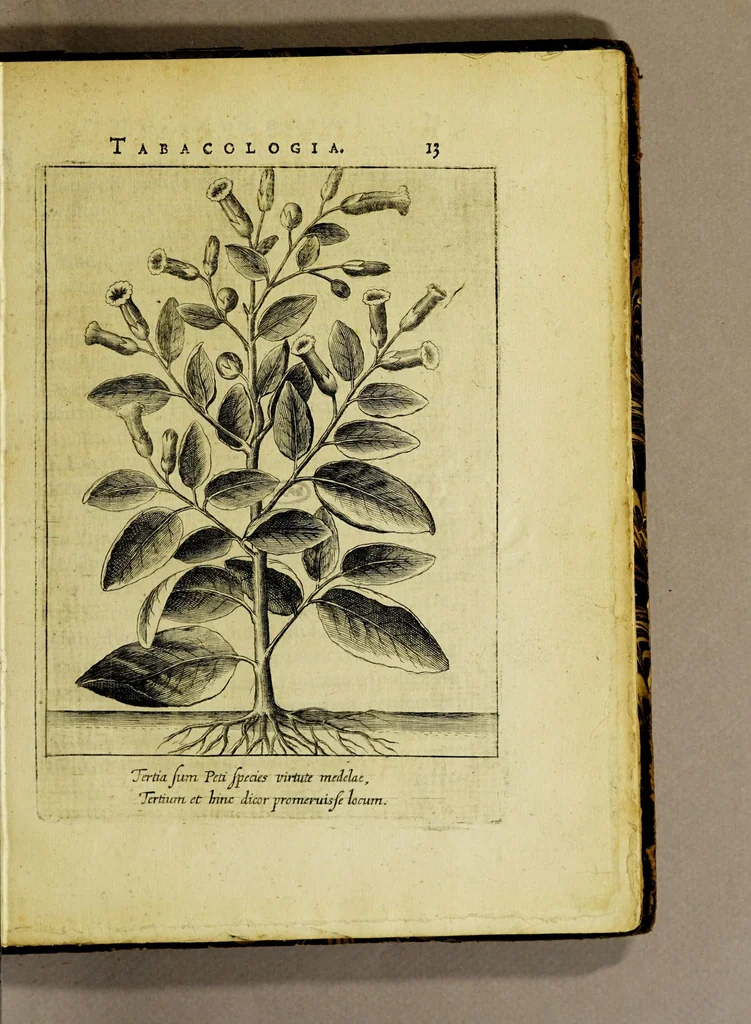 An illustration from Tabacologia: hoc est tabaci, seu Nicotianae descriptio medico-chirurgico-pharmaceutica vel ejus praeparatio et usus in omnibus fermè corporis humani incom[m]odis., 1626, leaf 59
