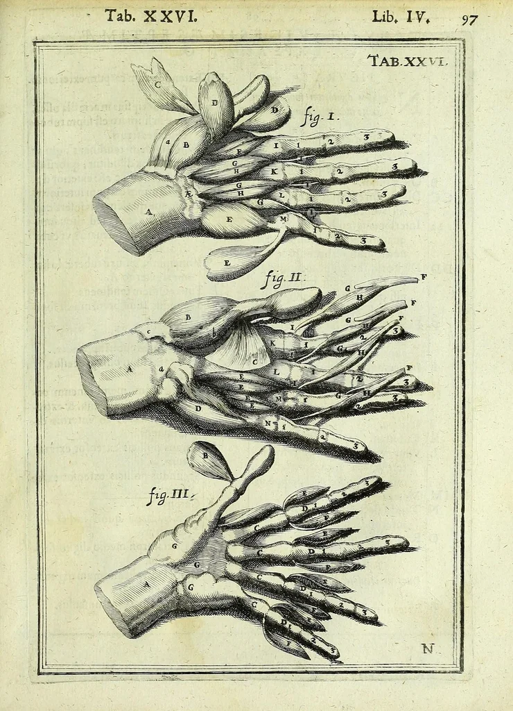 An illustration from Tabulae anatomicae LXXIIX, 1632, leaf 103