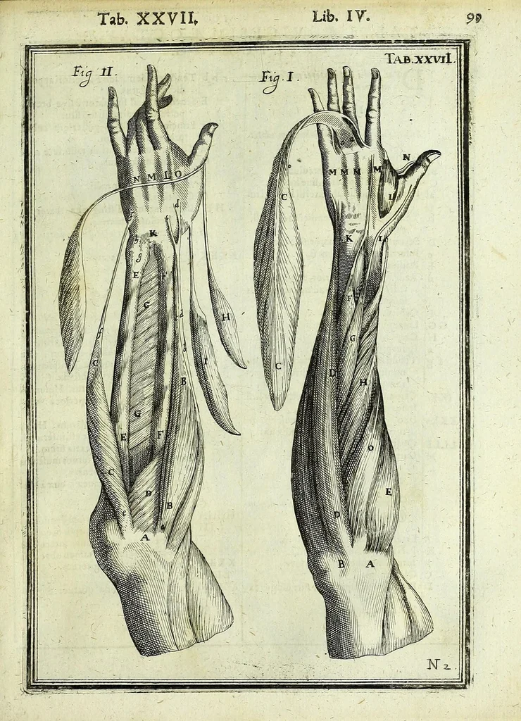 An illustration from Tabulae anatomicae LXXIIX, 1632, leaf 105