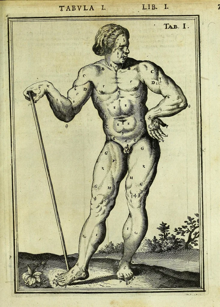 An illustration from Tabulae anatomicae LXXIIX, 1632, leaf 13