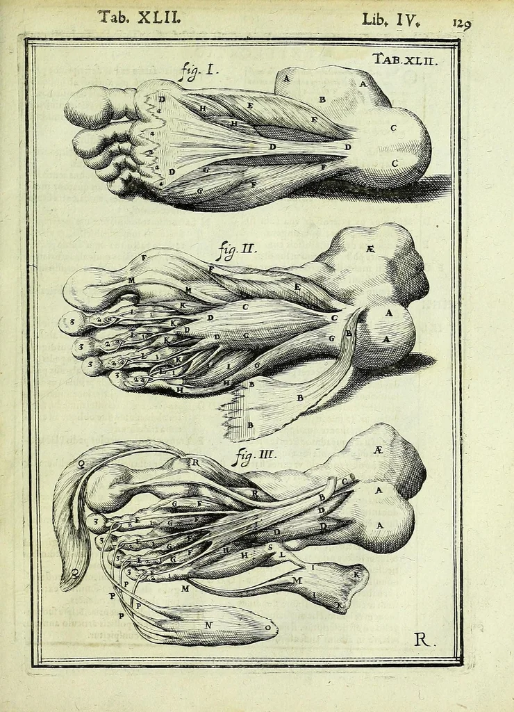 An illustration from Tabulae anatomicae LXXIIX, 1632, leaf 135