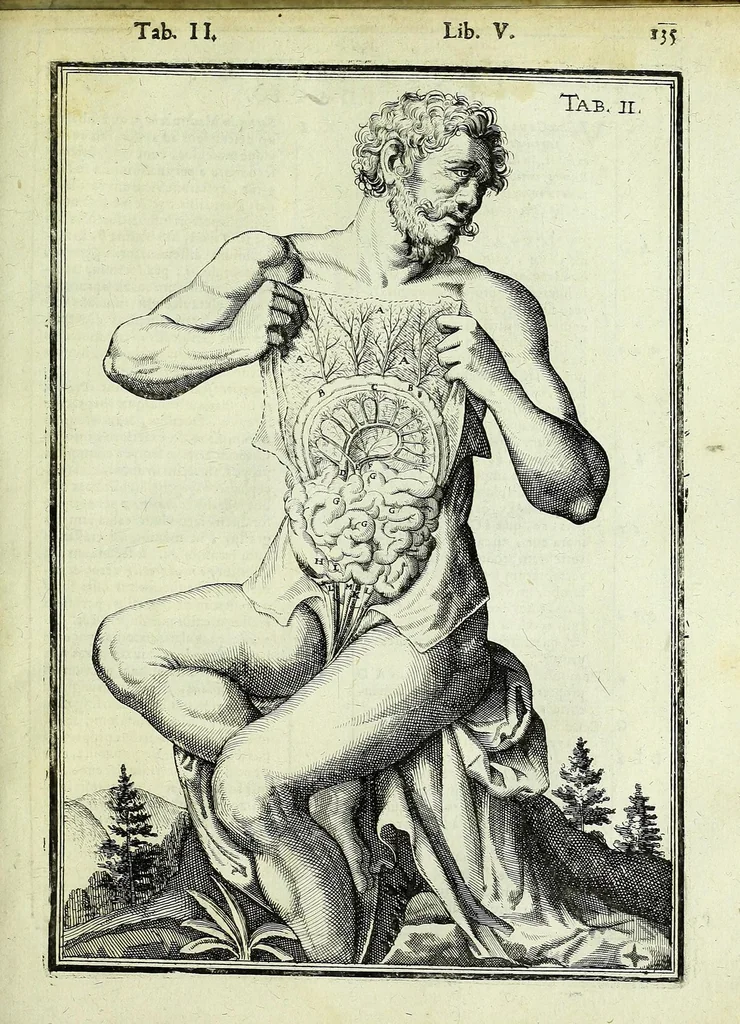 An illustration from Tabulae anatomicae LXXIIX, 1632, leaf 141