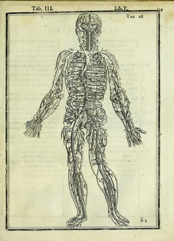 An illustration from Tabulae anatomicae LXXIIX, 1632, leaf 145