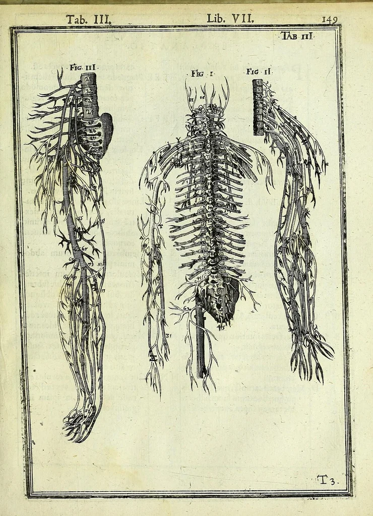 An illustration from Tabulae anatomicae LXXIIX, 1632, leaf 153