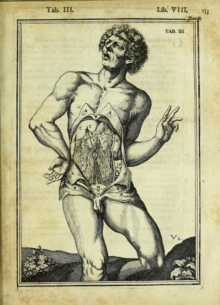 An illustration from Tabulae anatomicae LXXIIX, 1632, leaf 161