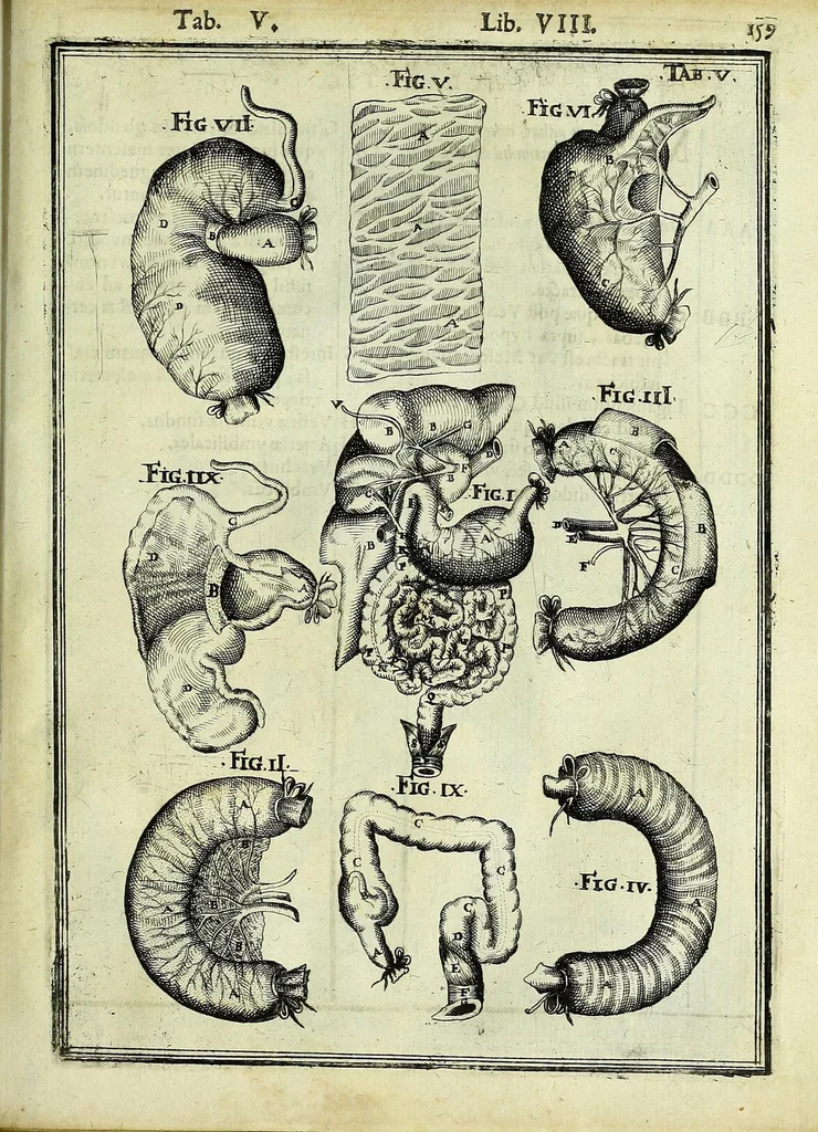 An illustration from Tabulae anatomicae LXXIIX, 1632, leaf 165