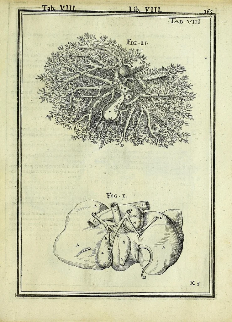 An illustration from Tabulae anatomicae LXXIIX, 1632, leaf 171