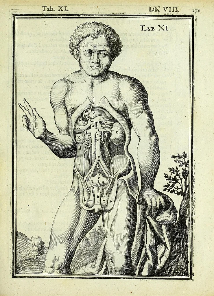 An illustration from Tabulae anatomicae LXXIIX, 1632, leaf 177