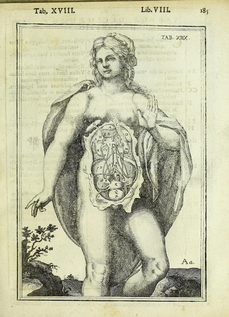 An illustration from Tabulae anatomicae LXXIIX, 1632, leaf 191