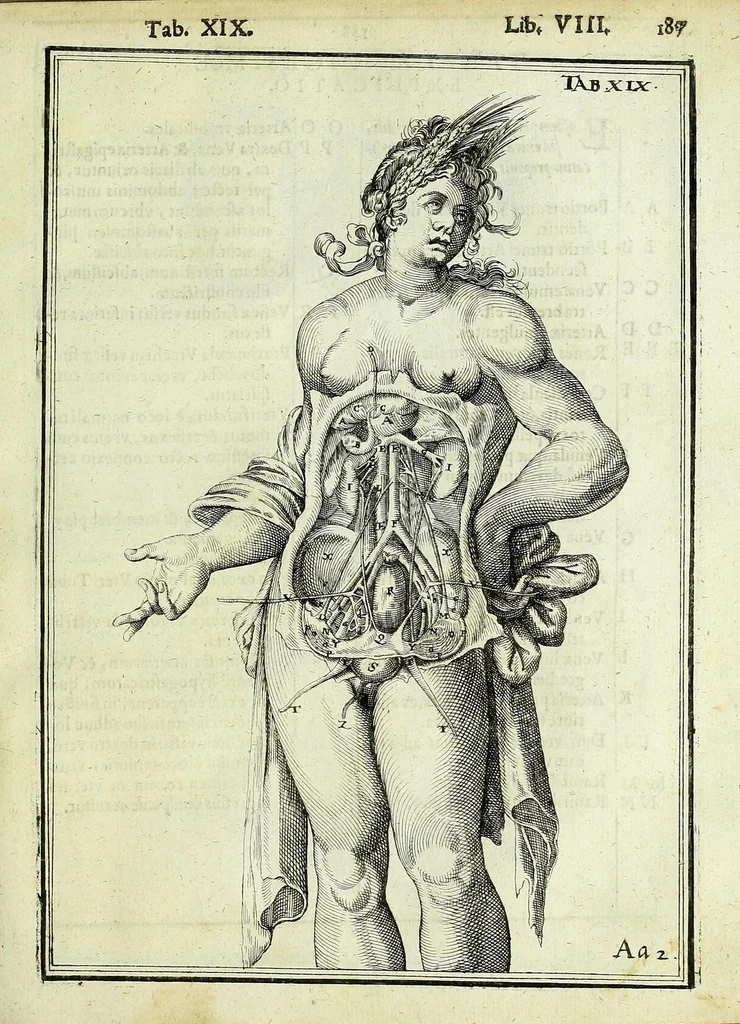 An illustration from Tabulae anatomicae LXXIIX, 1632, leaf 193
