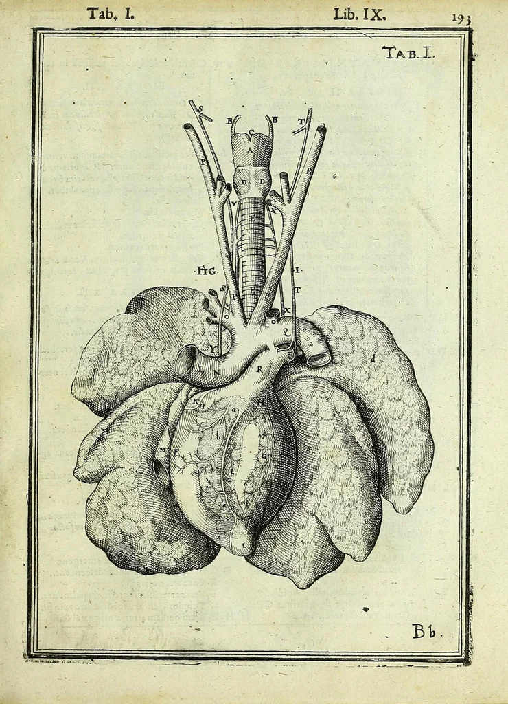 An illustration from Tabulae anatomicae LXXIIX, 1632, leaf 199