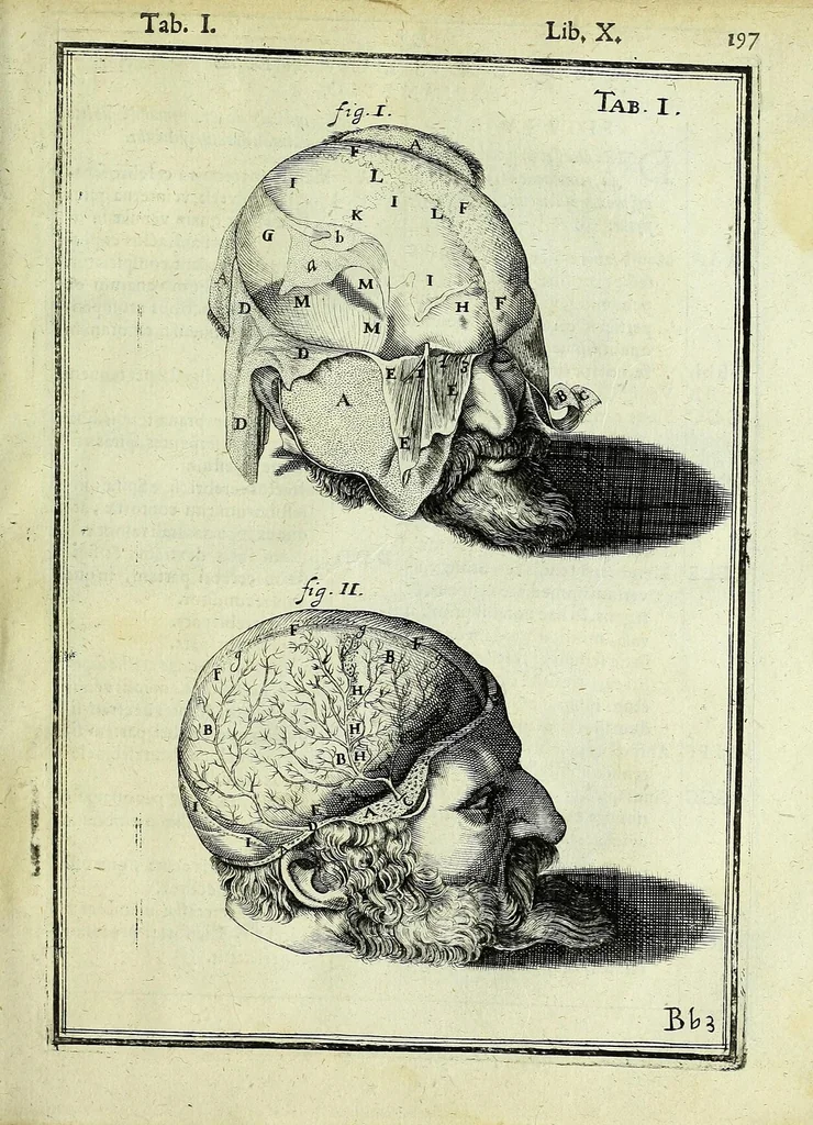 An illustration from Tabulae anatomicae LXXIIX, 1632, leaf 203