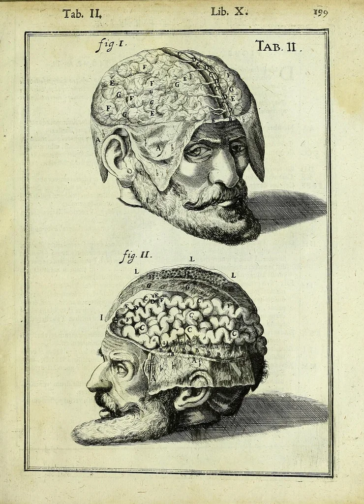An illustration from Tabulae anatomicae LXXIIX, 1632, leaf 205