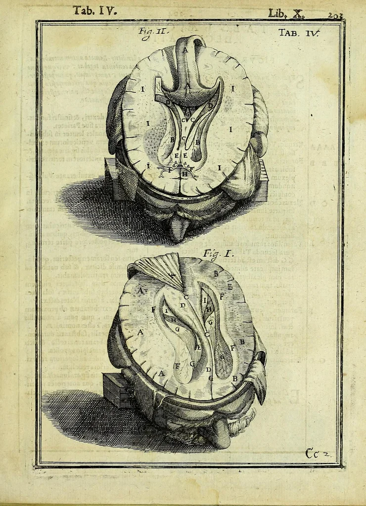 An illustration from Tabulae anatomicae LXXIIX, 1632, leaf 209