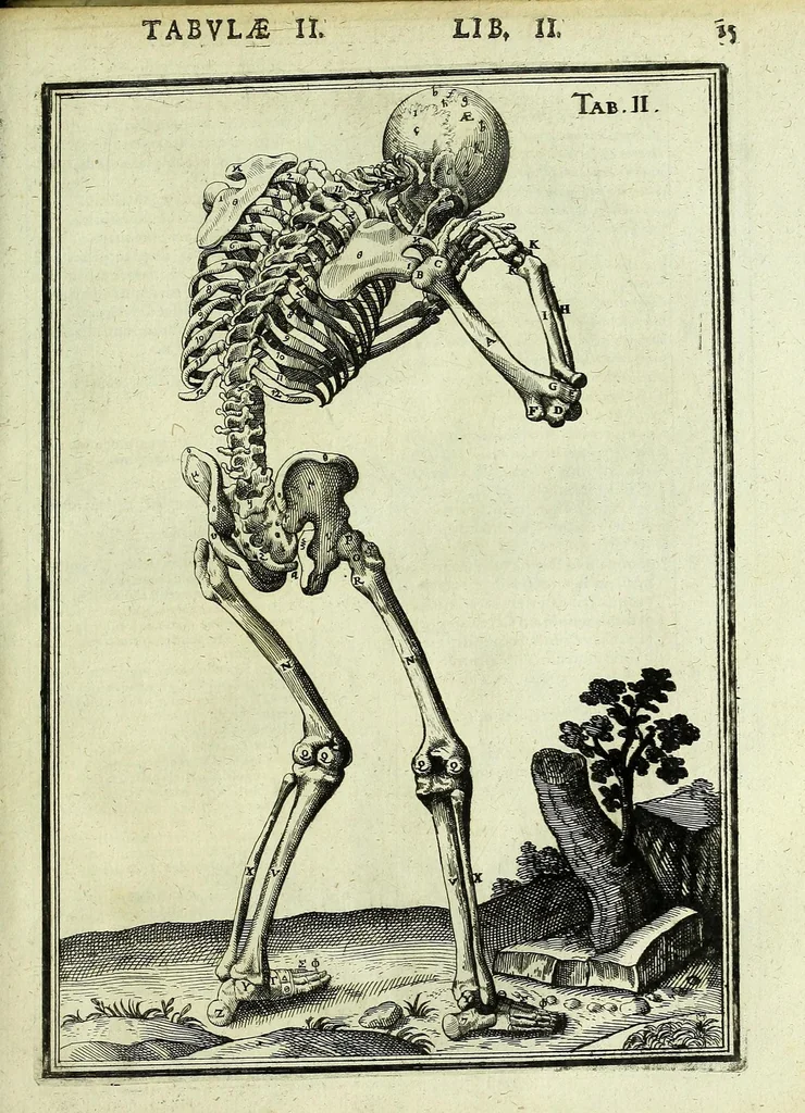 An illustration from Tabulae anatomicae LXXIIX, 1632, leaf 21