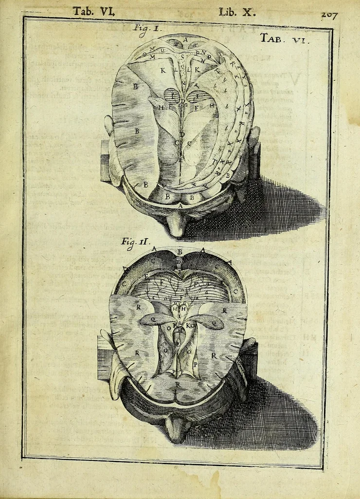 An illustration from Tabulae anatomicae LXXIIX, 1632, leaf 213