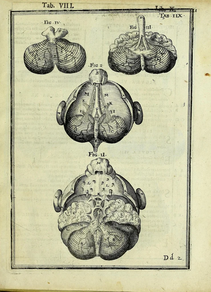 An illustration from Tabulae anatomicae LXXIIX, 1632, leaf 217