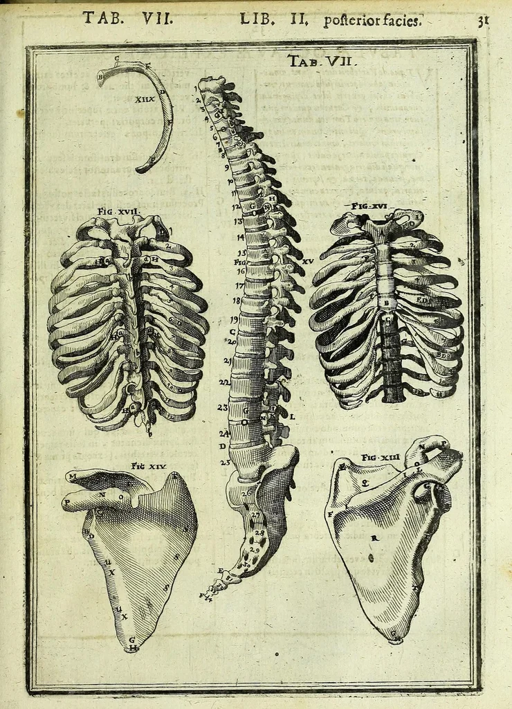 An illustration from Tabulae anatomicae LXXIIX, 1632, leaf 37