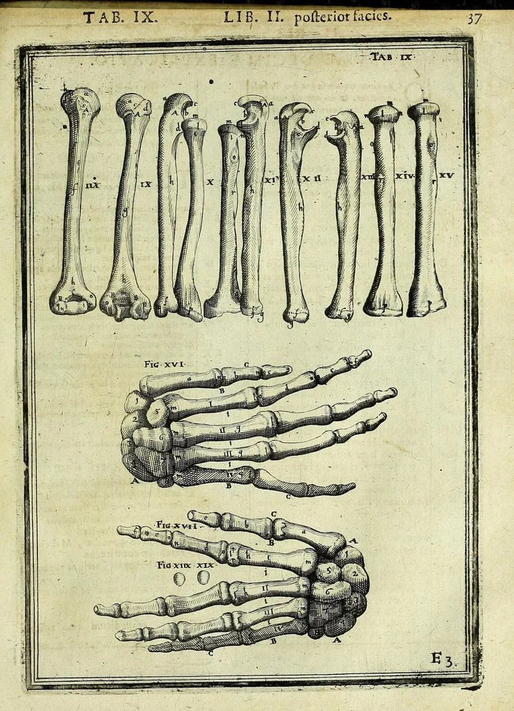 An illustration from Tabulae anatomicae LXXIIX, 1632, leaf 43