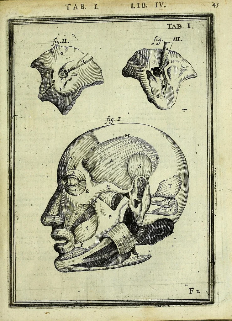 An illustration from Tabulae anatomicae LXXIIX, 1632, leaf 49
