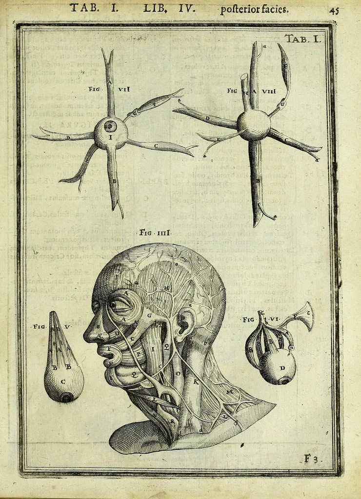 An illustration from Tabulae anatomicae LXXIIX, 1632, leaf 51