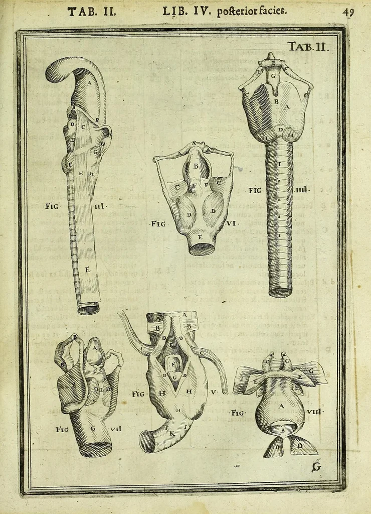 An illustration from Tabulae anatomicae LXXIIX, 1632, leaf 55