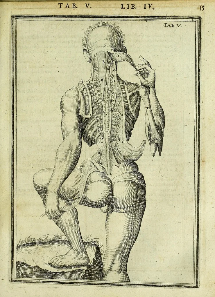 An illustration from Tabulae anatomicae LXXIIX, 1632, leaf 61