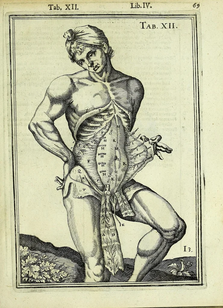 An illustration from Tabulae anatomicae LXXIIX, 1632, leaf 75