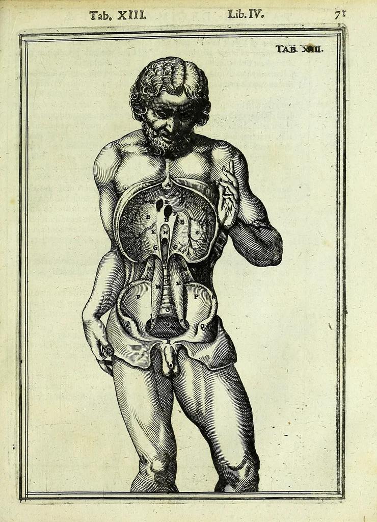 An illustration from Tabulae anatomicae LXXIIX, 1632, leaf 77
