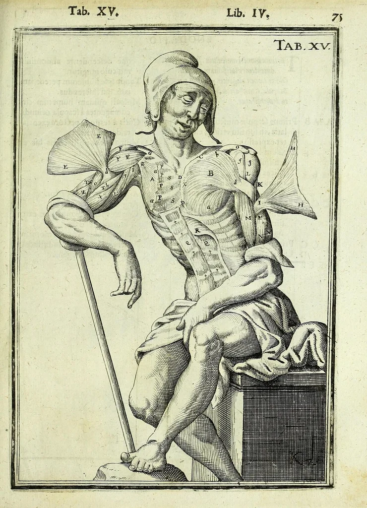 An illustration from Tabulae anatomicae LXXIIX, 1632, leaf 81