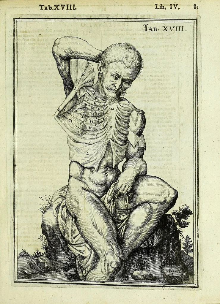 An illustration from Tabulae anatomicae LXXIIX, 1632, leaf 87