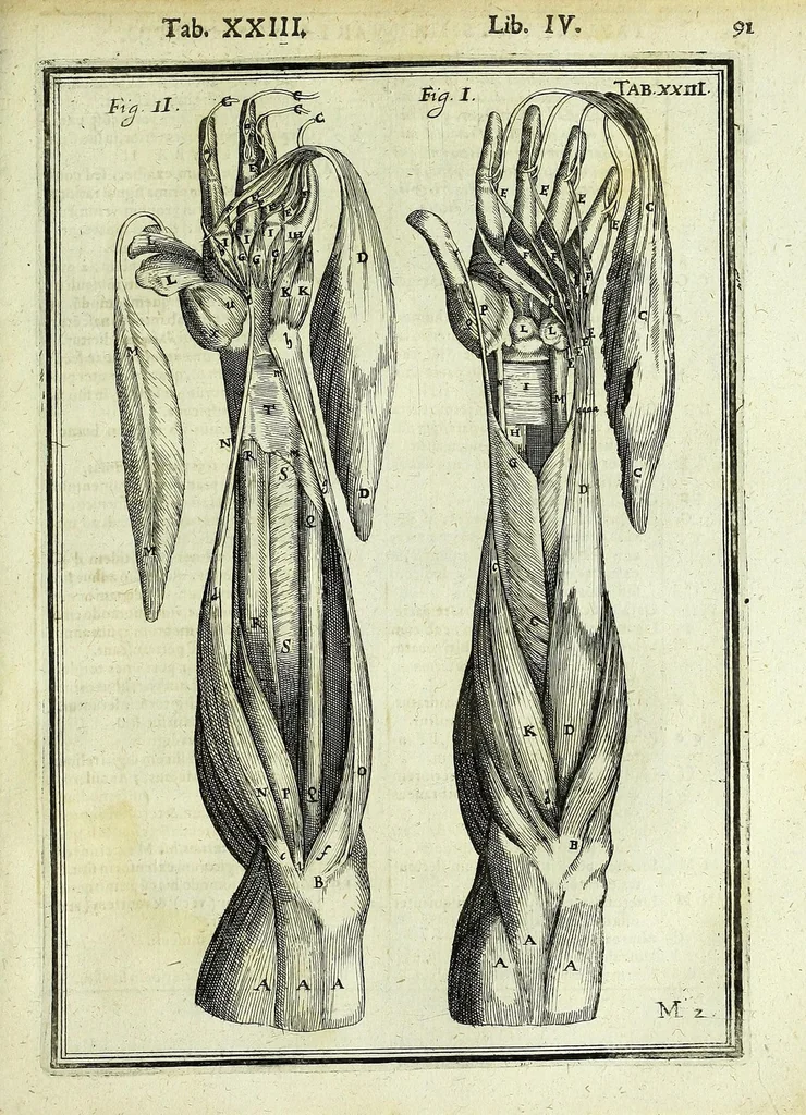 An illustration from Tabulae anatomicae LXXIIX, 1632, leaf 97