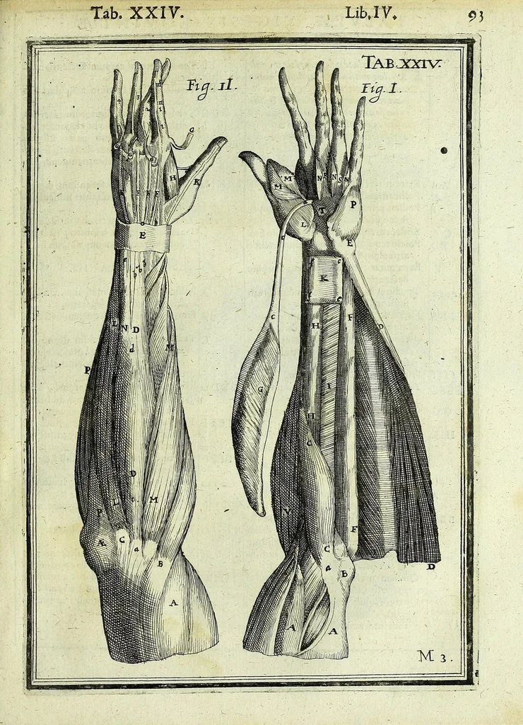 An illustration from Tabulae anatomicae LXXIIX, 1632, leaf 99