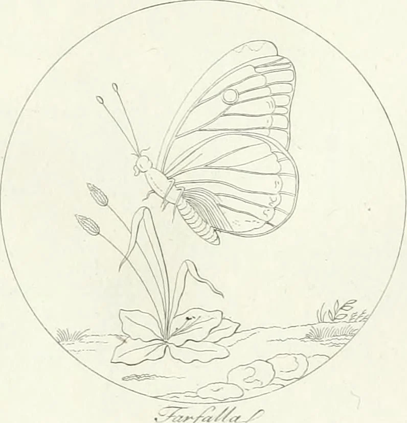 An illustration from Taccuino di disegni di ogni specie, 1811, leaf 40