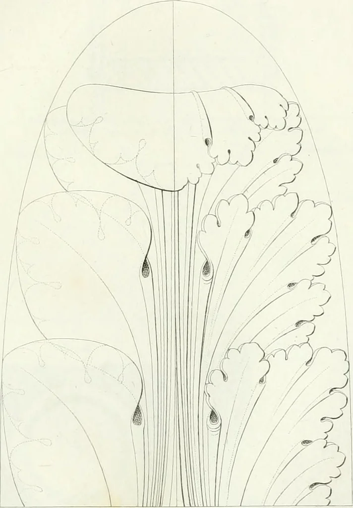 An illustration from Taccuino di disegni di ogni specie, 1811, leaf 44