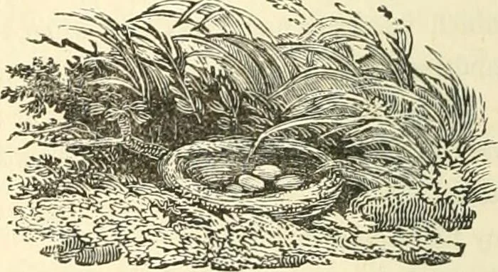 An illustration from Tales, poems and Masonic papers, 1877, leaf 25