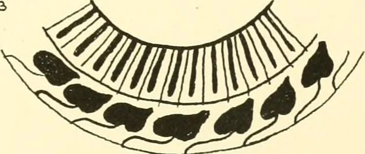 An illustration from Tanis, 1885, leaf 256