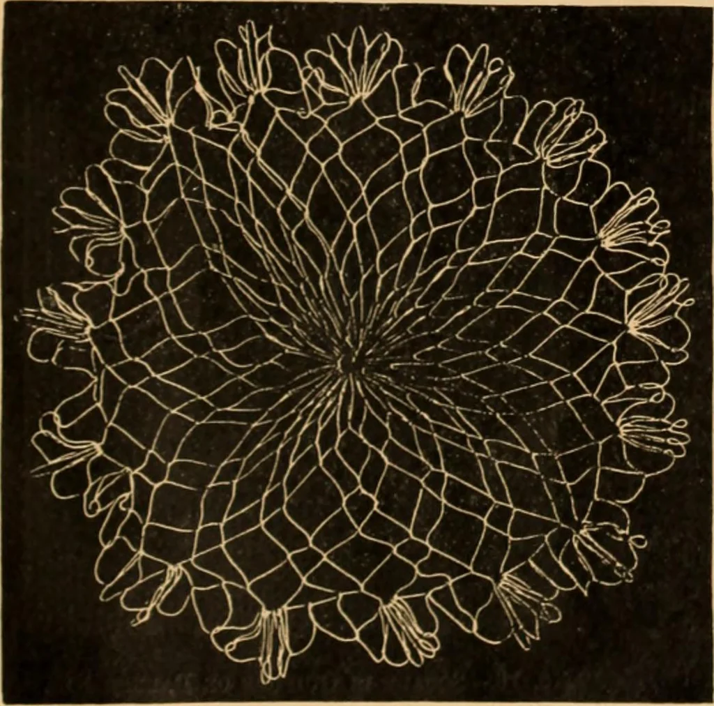 An illustration from Tatting and netting, 1895, leaf 130