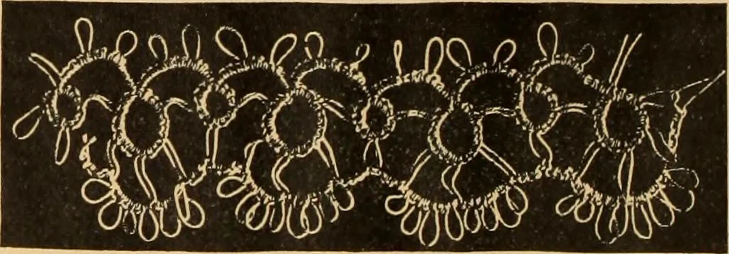 An illustration from Tatting and netting, 1895, leaf 19