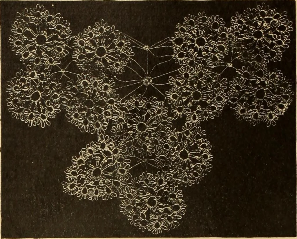 An illustration from Tatting and netting, 1895, leaf 55