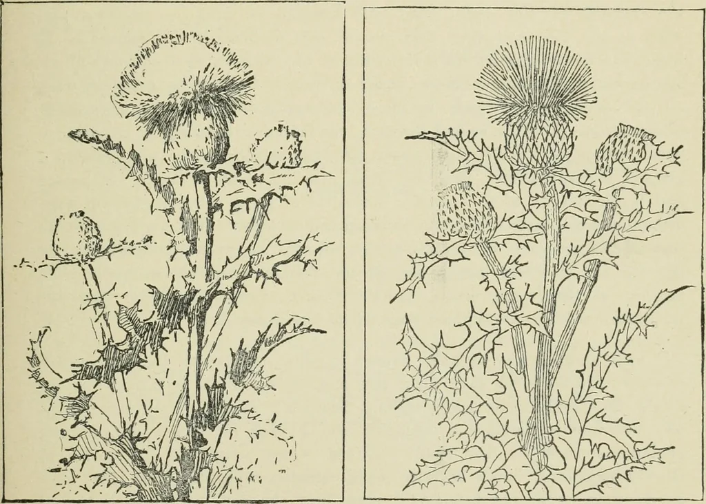 An illustration from Teacher's manual for Prang's new graded course in drawing for Canadian schools, 1901, leaf 30