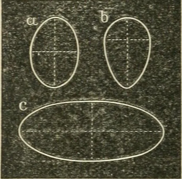 An illustration from Teacher's manual for freehand drawing in intermediate schools, 1876, leaf 119