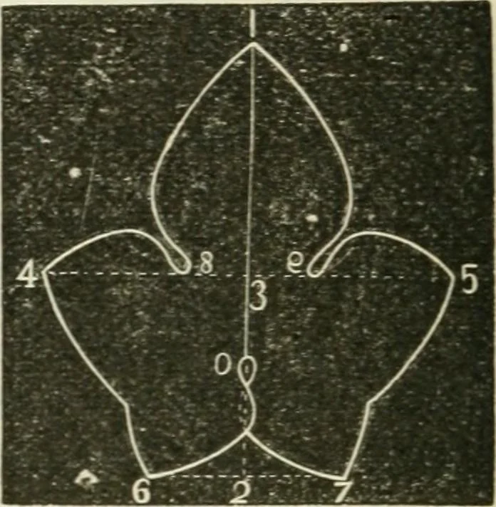 An illustration from Teacher's manual for freehand drawing in intermediate schools, 1876, leaf 199