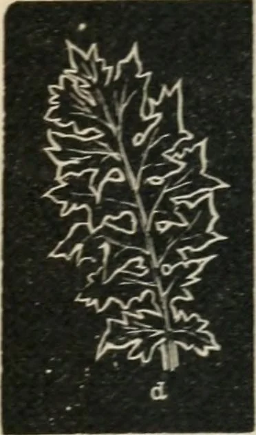 An illustration from Teacher's manual for freehand drawing in intermediate schools, 1876, leaf 202