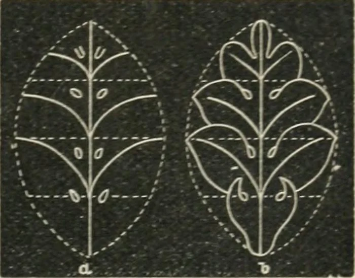 An illustration from Teacher's manual for freehand drawing in intermediate schools, 1876, leaf 202