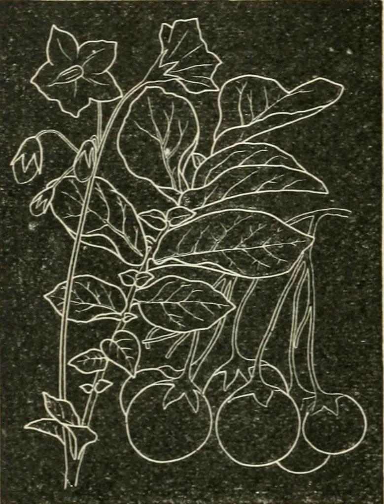 An illustration from Teacher's manual for freehand drawing in intermediate schools, 1876, leaf 223