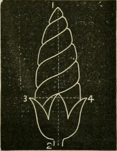 An illustration from Teachers' manual for freehand drawing in primary schools, 1878, leaf 144