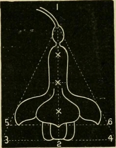 An illustration from Teachers' manual for freehand drawing in primary schools, 1878, leaf 150