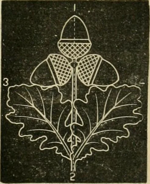 An illustration from Teachers' manual for freehand drawing in primary schools, 1878, leaf 154