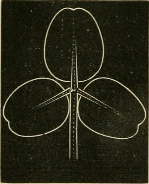 An illustration from Teachers' manual for freehand drawing in primary schools, 1878, leaf 155